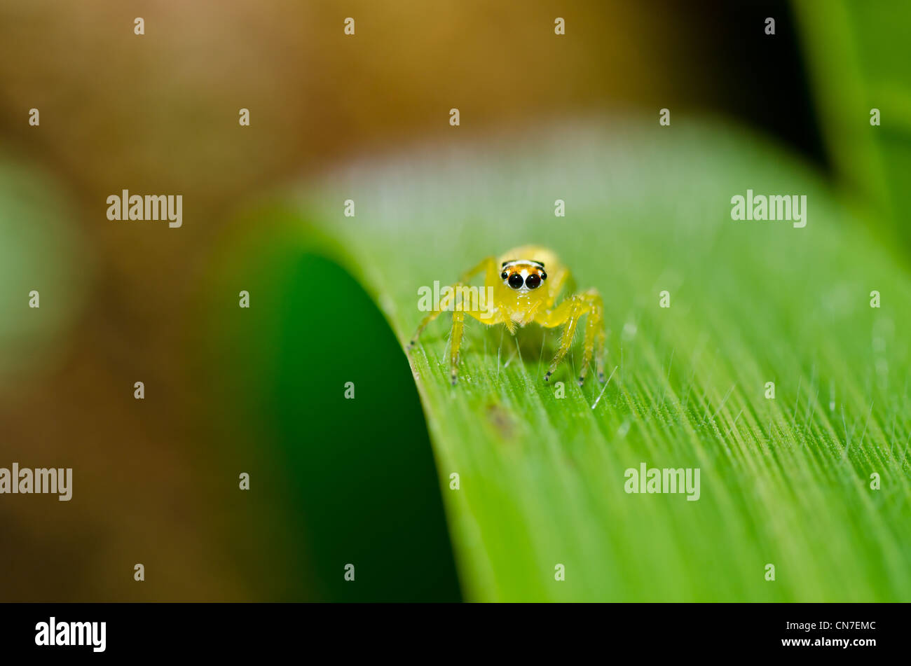 jumping spider in green nature or in the garden Stock Photo - Alamy
