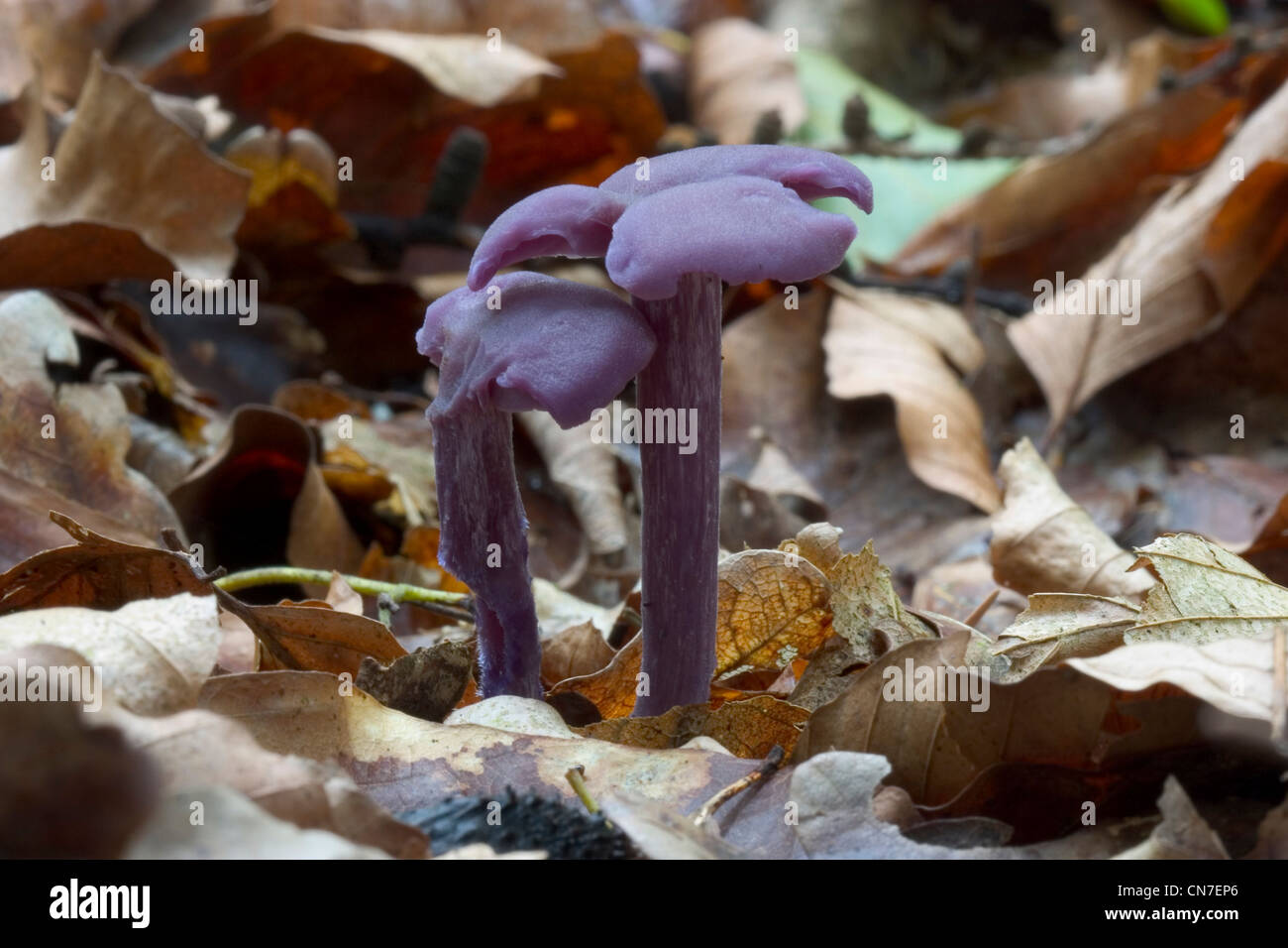 Amethyst Deceiver (Laccaria amethystina) between dead leaves Stock Photo