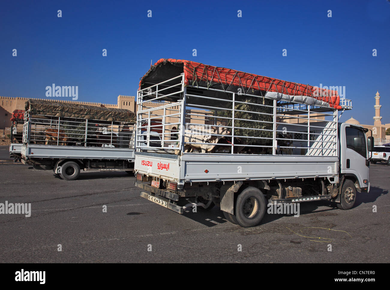 Der traditionelle Tiermarkt wird inzwischen nur noch direkt ab LKW abgewickelt. Nizwa ist das Zentrum des omanischen Kernlandes. Stock Photo