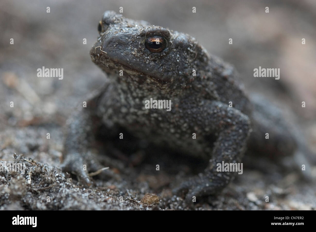 Toad eye close up hi-res stock photography and images - Alamy
