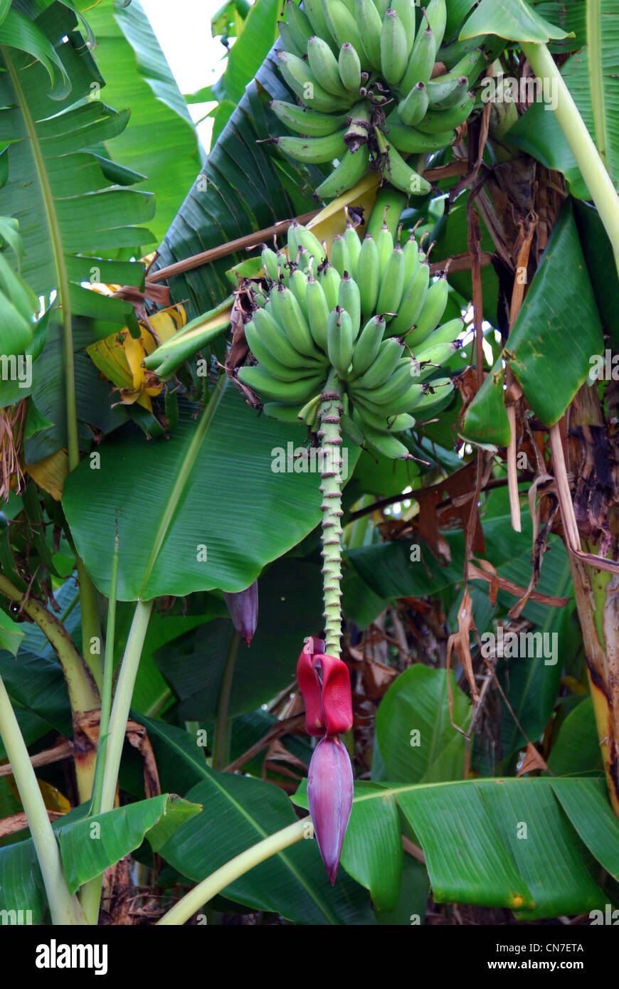 Green Bananas growing on a flowering banana tree Stock Photo Alamy