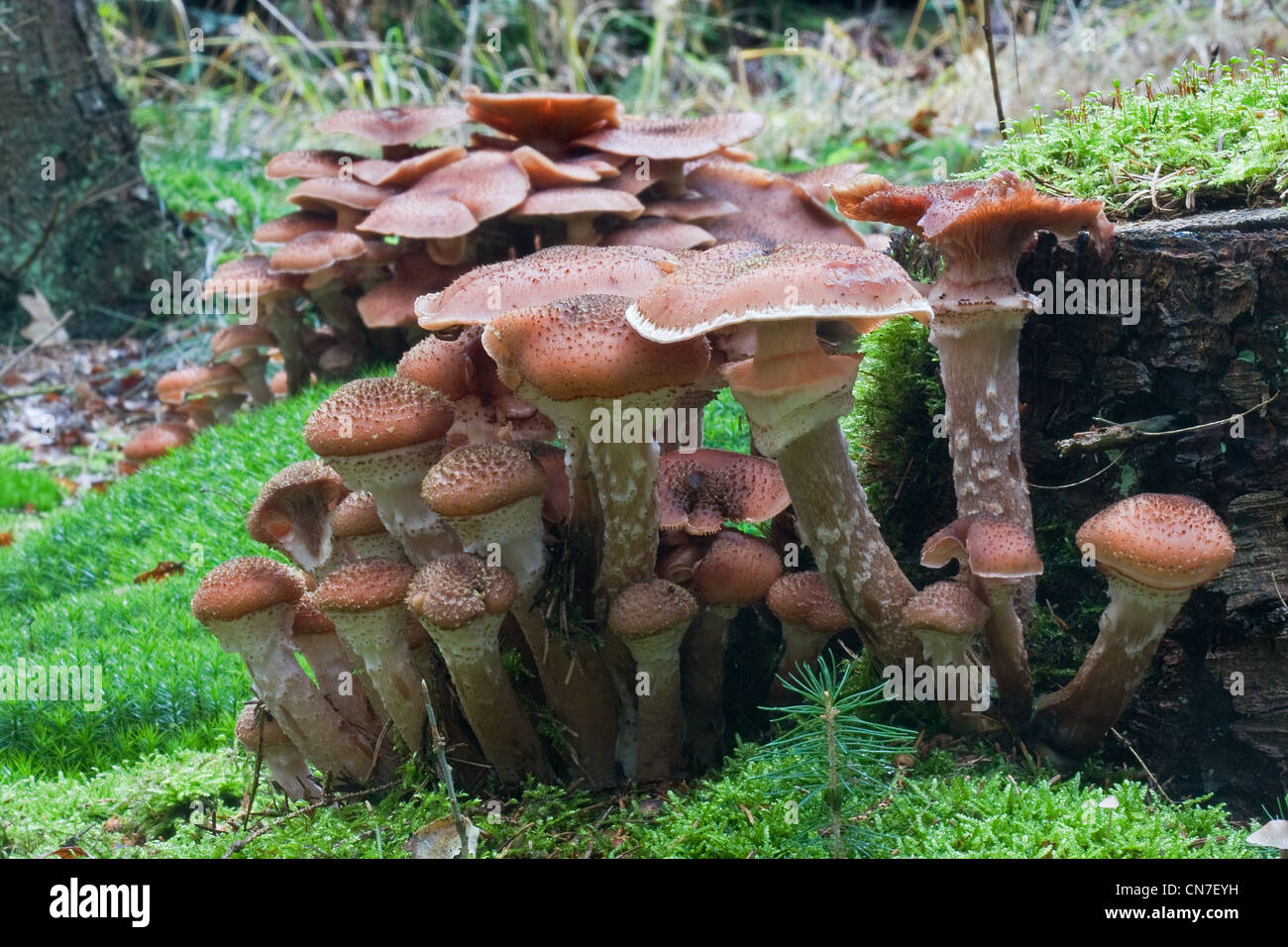 Two groups of Freckled Dapperling (Lepiota aspera) in a forest. Stock Photo