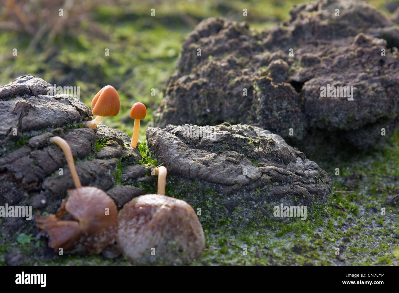 Yellow Cowpat Toadstool (Bolbitius vitellinus), a small, edible toadstool, growing on or near dung. Stock Photo