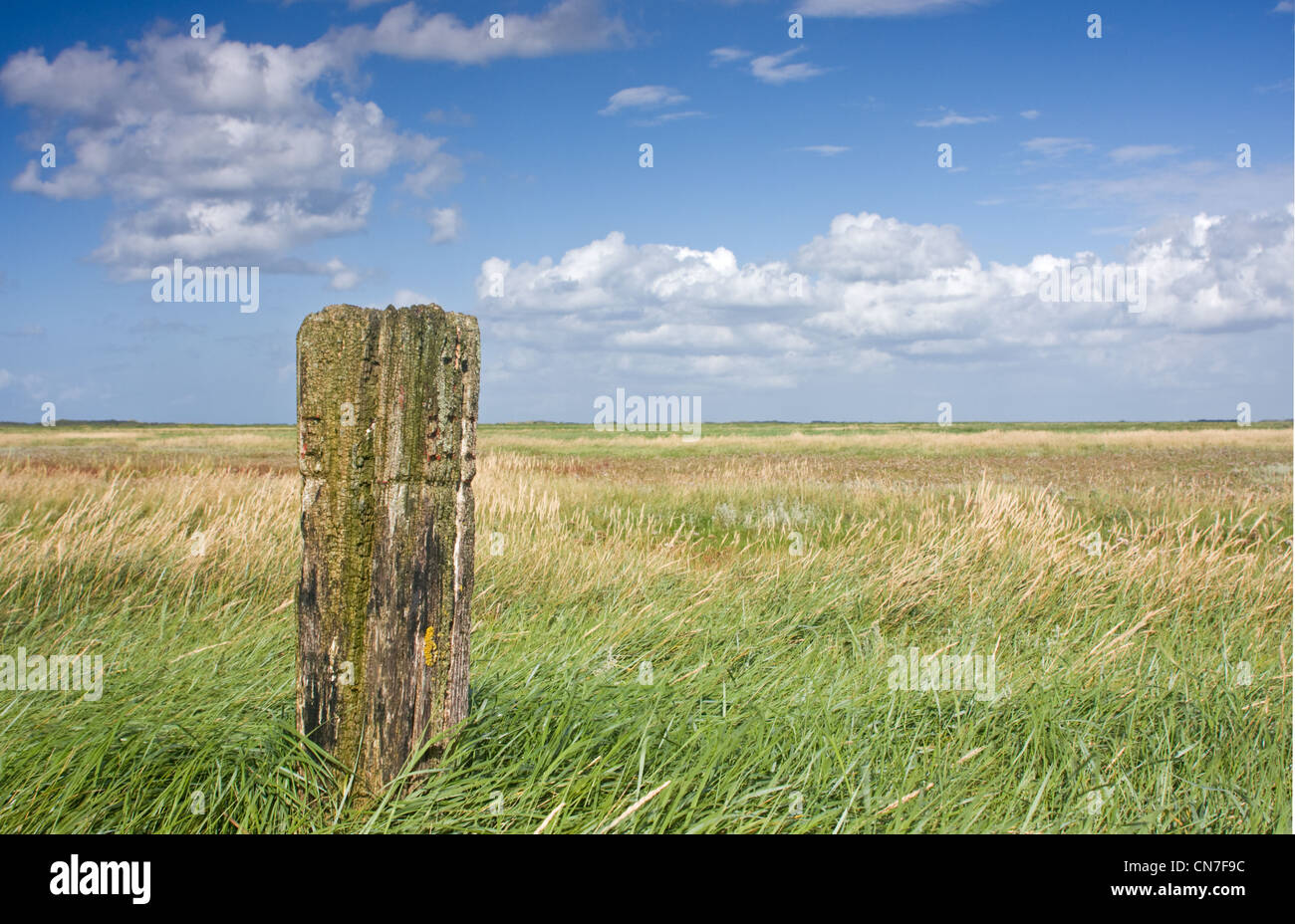 An old, forgotten, weathered beach pole on a salt marsh under a blue sky with some clouds. Stock Photo