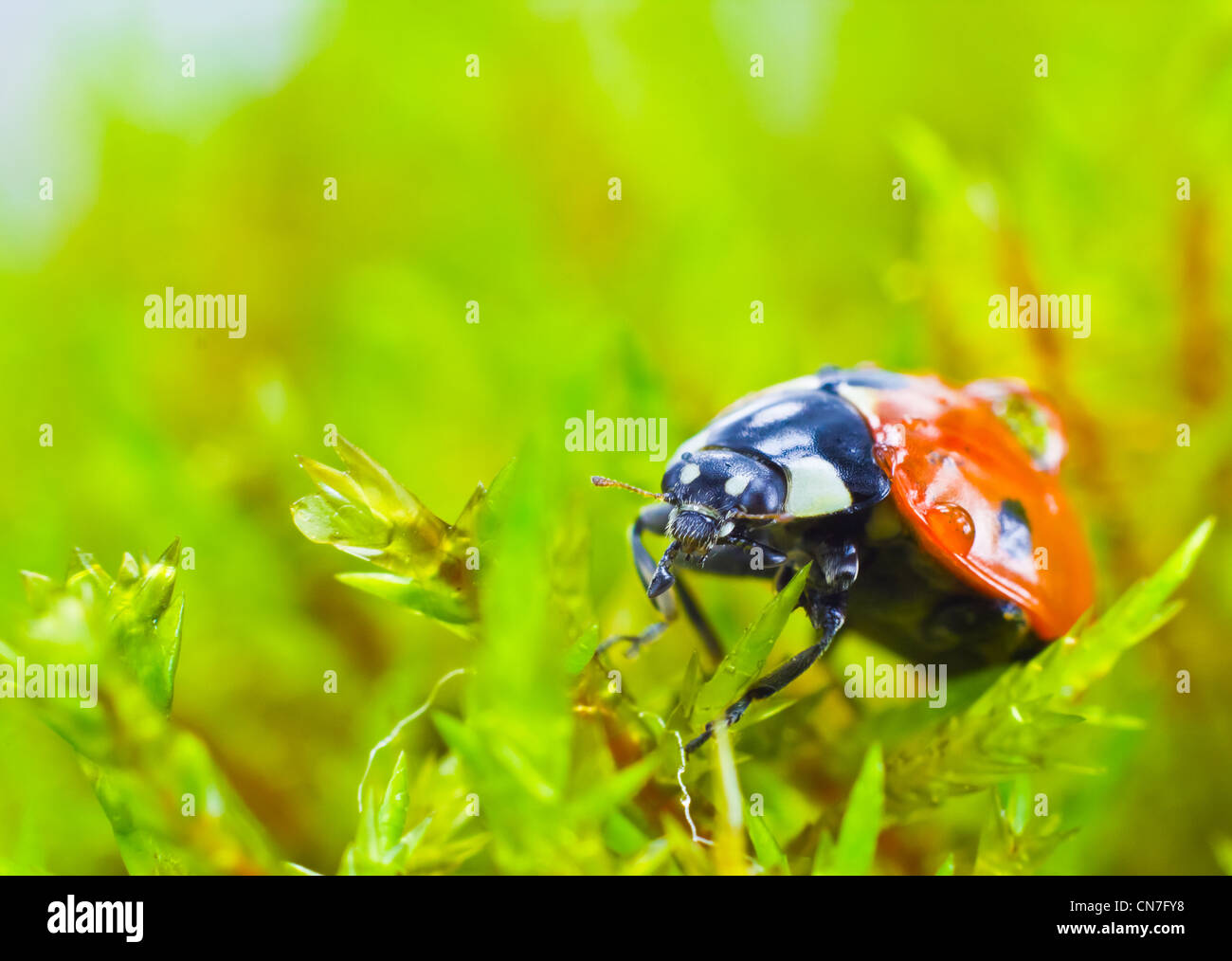 Close up of a spring Lady bird in wet moss. Stock Photo