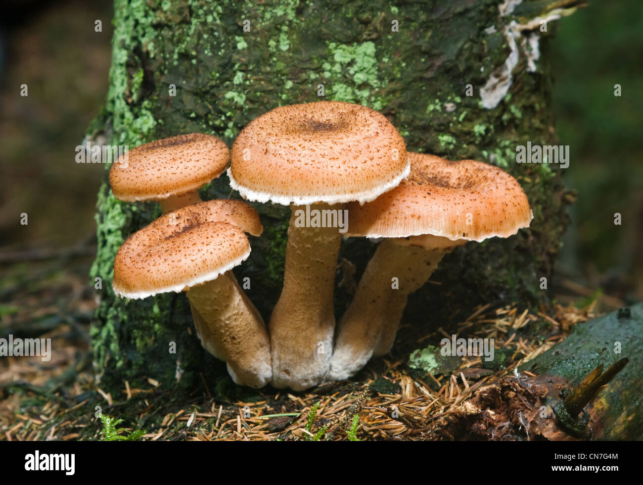 Four Freckled Dapperlings (Lepiota aspera), probably poisonous mushrooms. Stock Photo