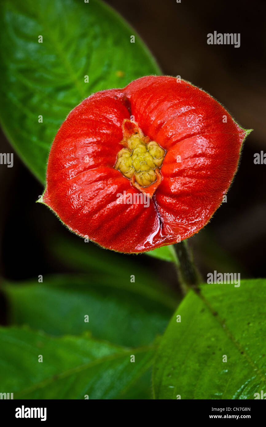 The beautiful red flower Burning lips at Burbayar in Serrania de San Blas, Panama province, Republic of Panama. Stock Photo