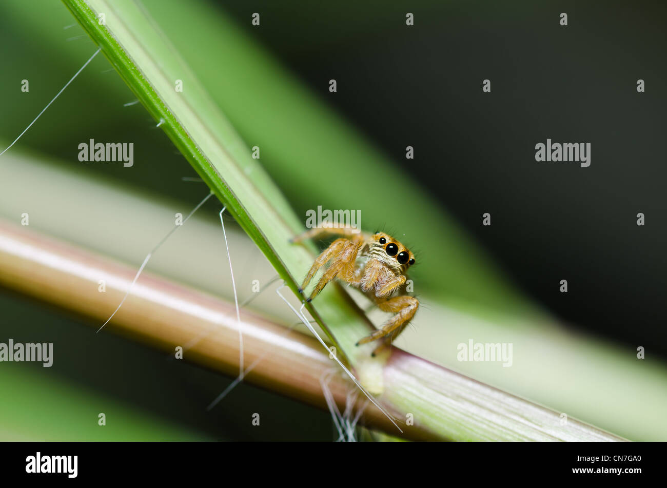 jumping spider in green nature or in the garden Stock Photo - Alamy