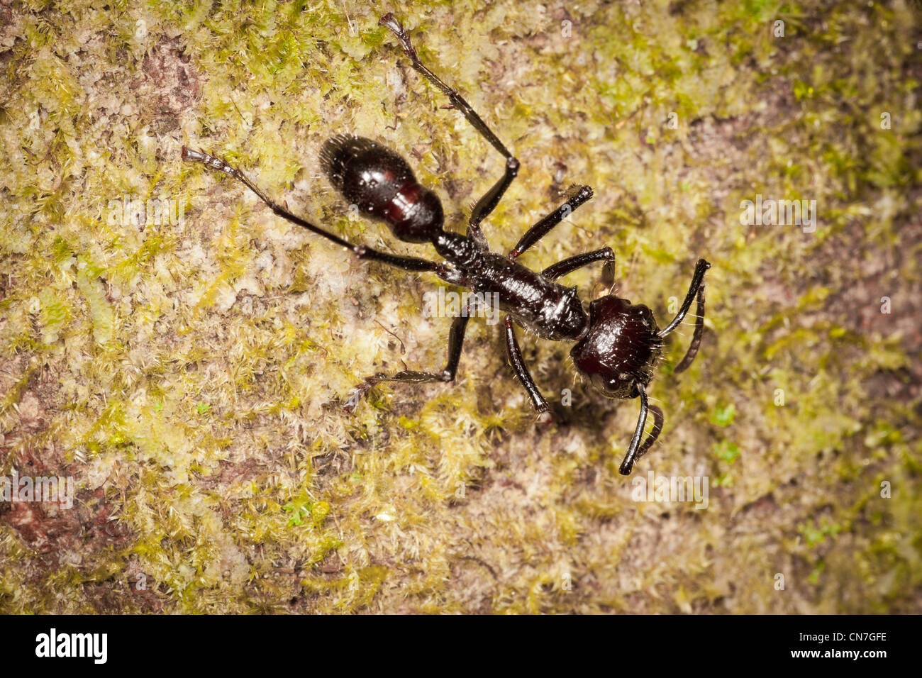 Bullet ant, Parponera clavata, at Burbayar, Serrania de San Blas, Panama province, Republic of Panama. Stock Photo