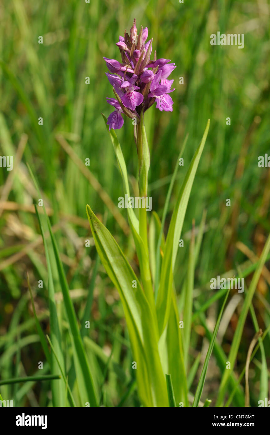 Narrow-leaved Marsh Orchid - Dactylorhiza traunsteineri Stock Photo