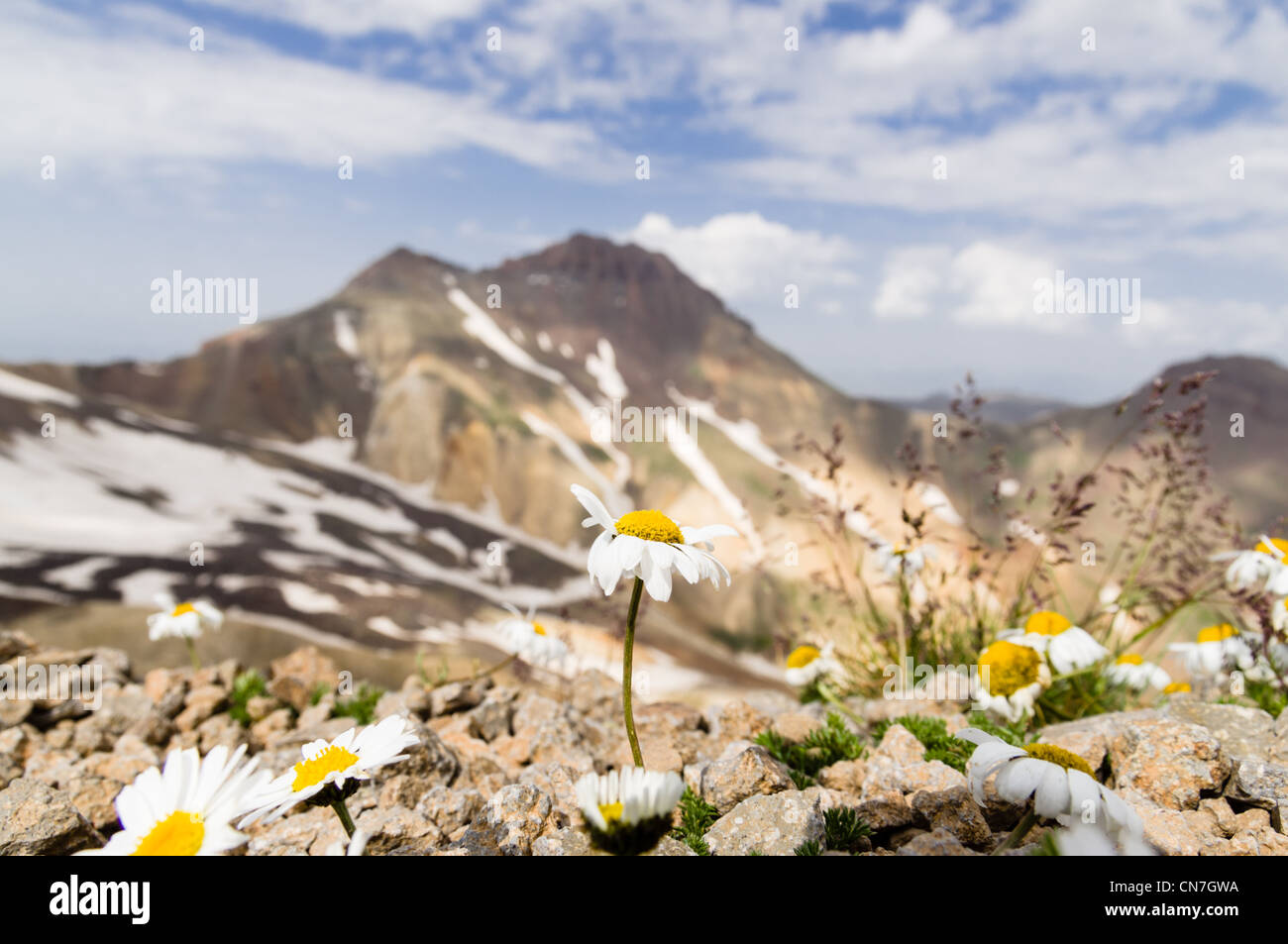 Flowers on the southern peak of mountain Aragats, Armenia. And the northern peak is in the background. Stock Photo