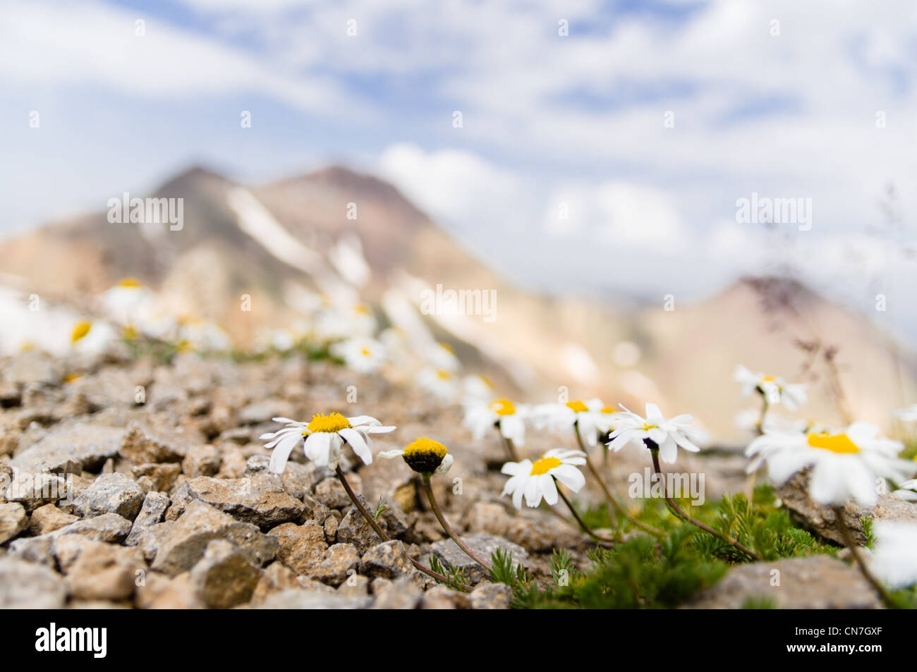 Flowers on the southern peak of mountain Aragats, Armenia. And the northern peak is in the background. Stock Photo