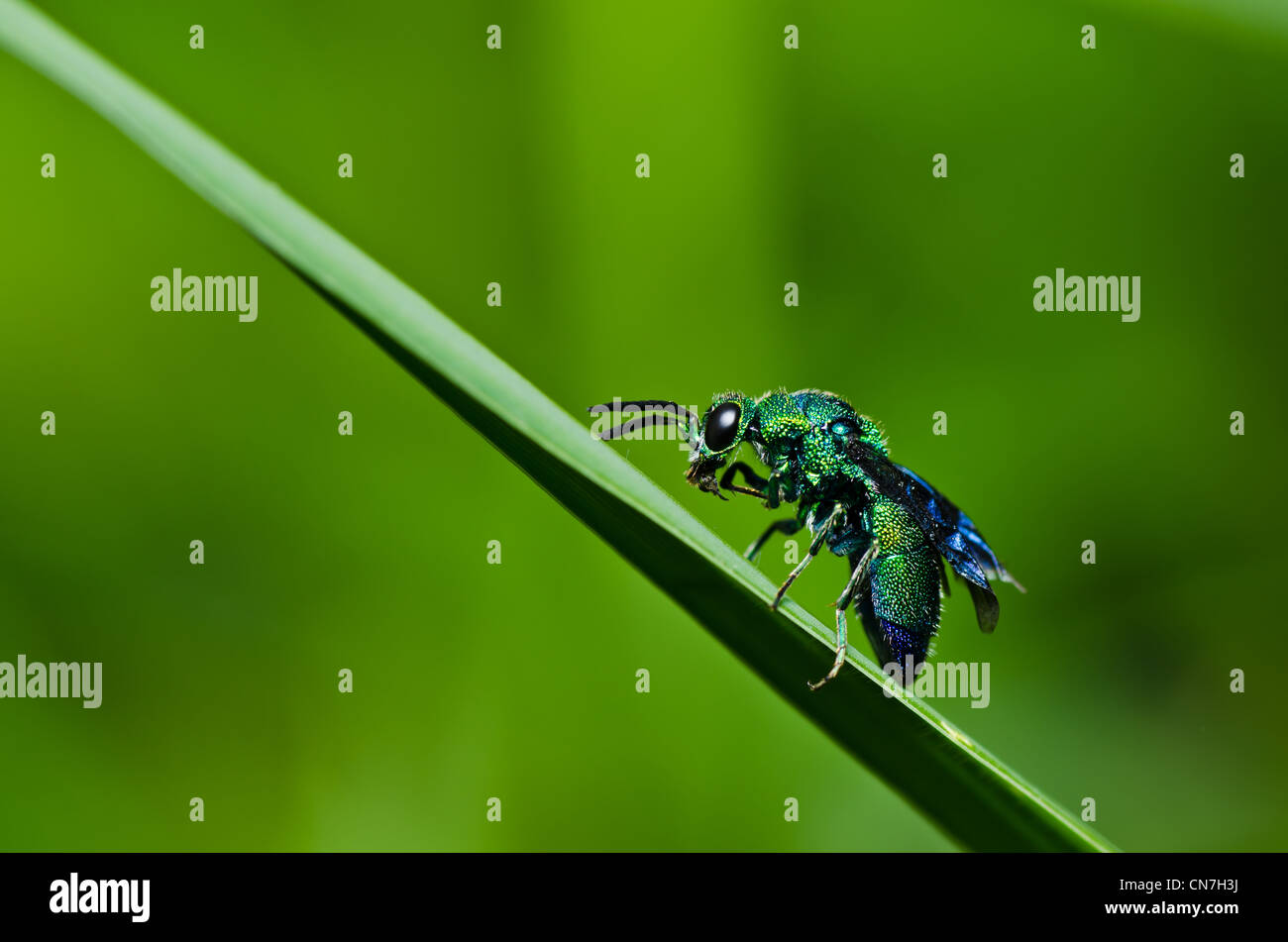 wasp in green nature or in garden. It's danger. Stock Photo