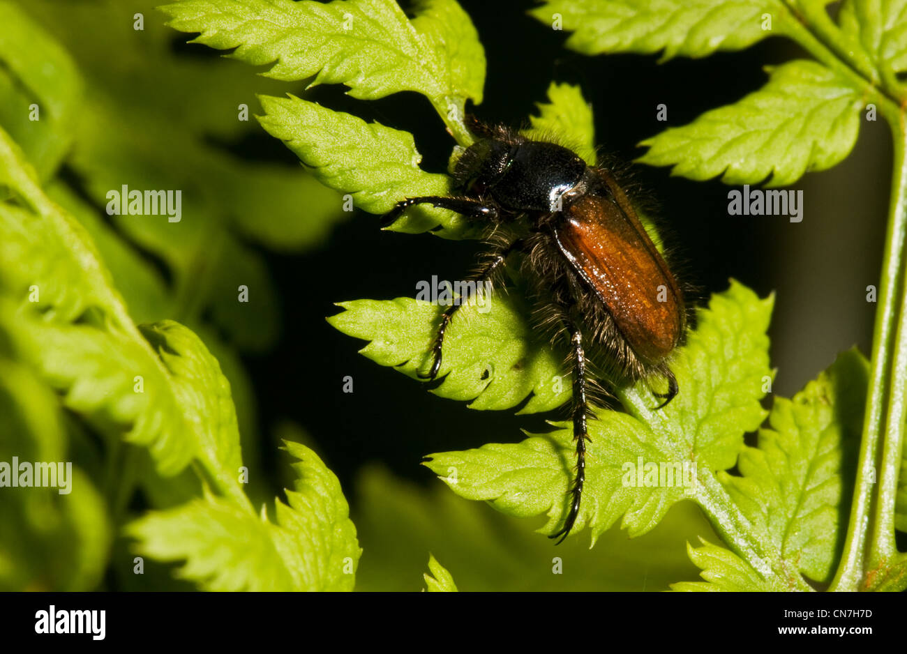 Garden Chafer (Phyllopertha horticola) on the leaf of a Fern. Stock Photo