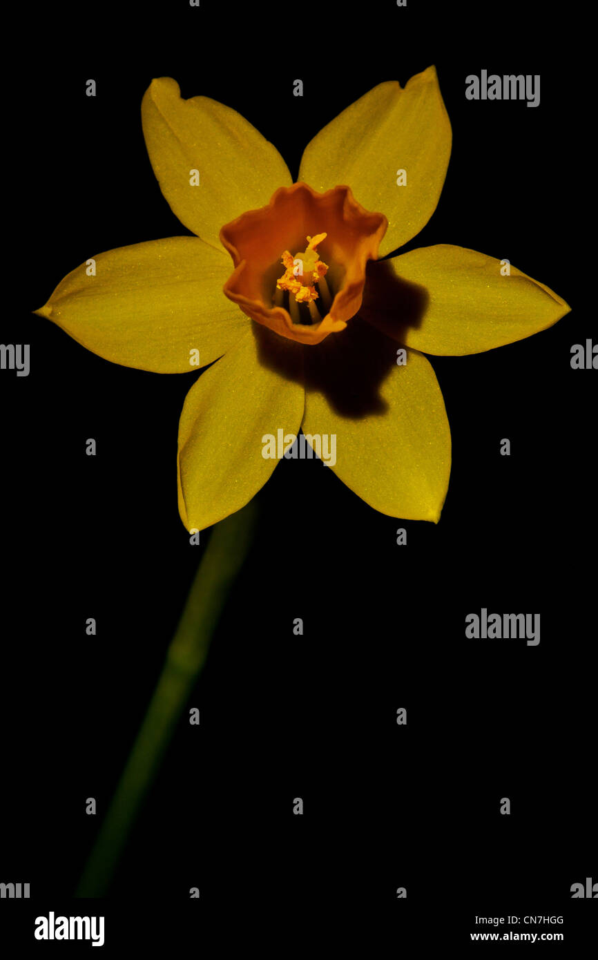 Lent Lily, Narcissus pseudonarcissus, in a garden in Moss, Norway Stock