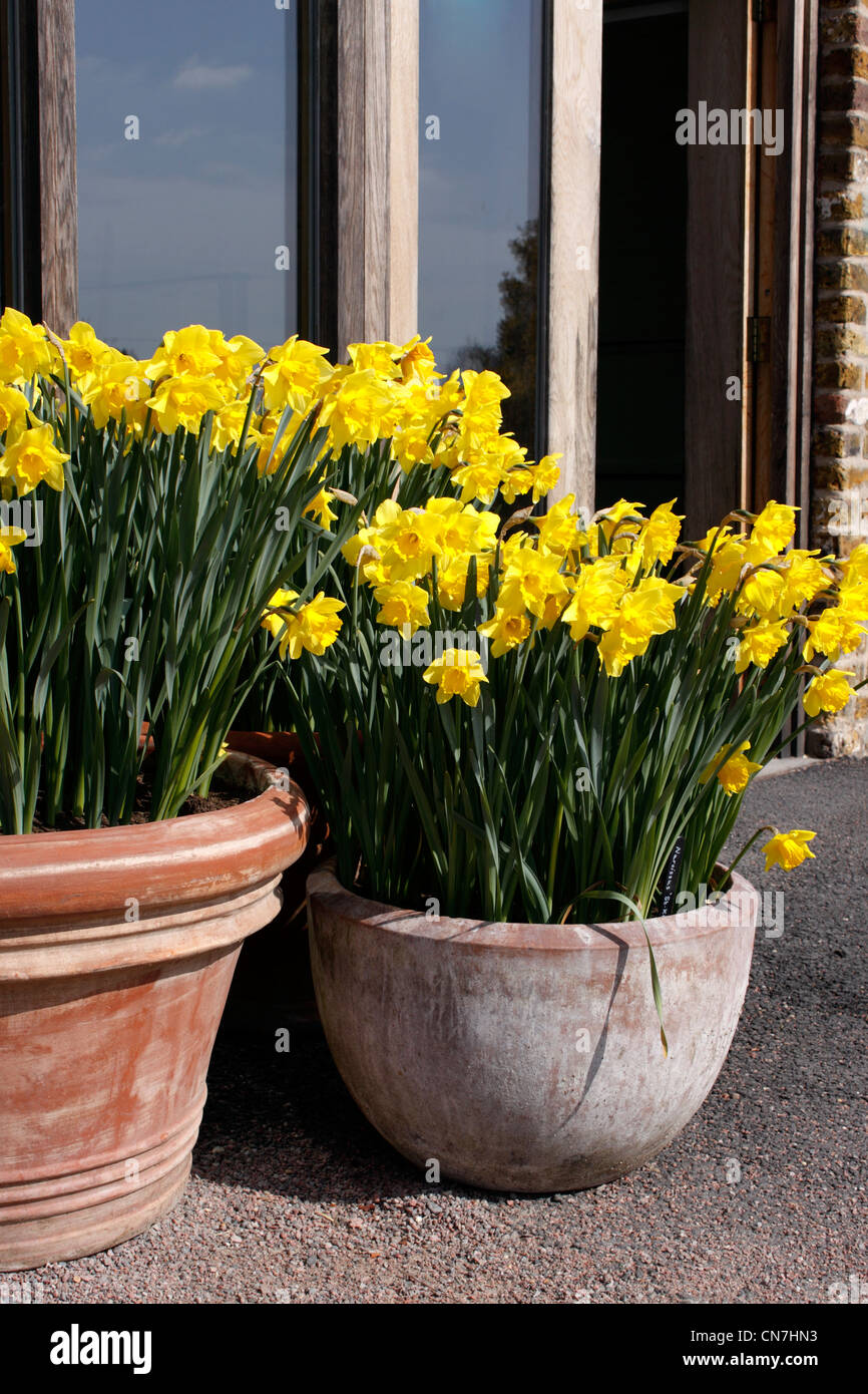 NARCISSUS St KEVERNE. DAFFODILS. Stock Photo