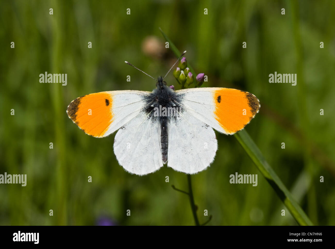 Orange Tip (Anthocharis cardamines) butterfly on a Cuckoo flower. Stock Photo