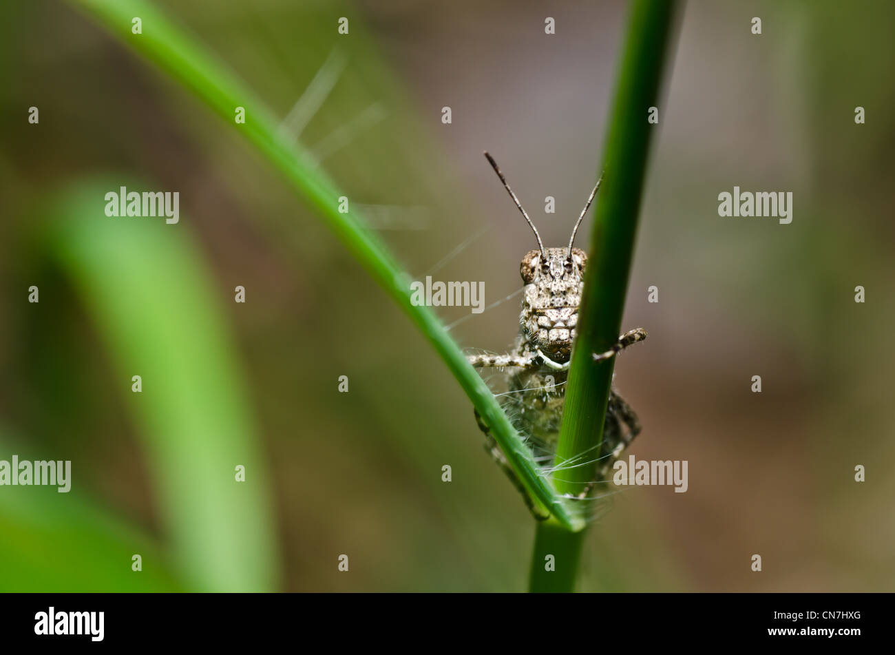 Grasshopper In Green Nature Or In The Garden Stock Photo - Alamy