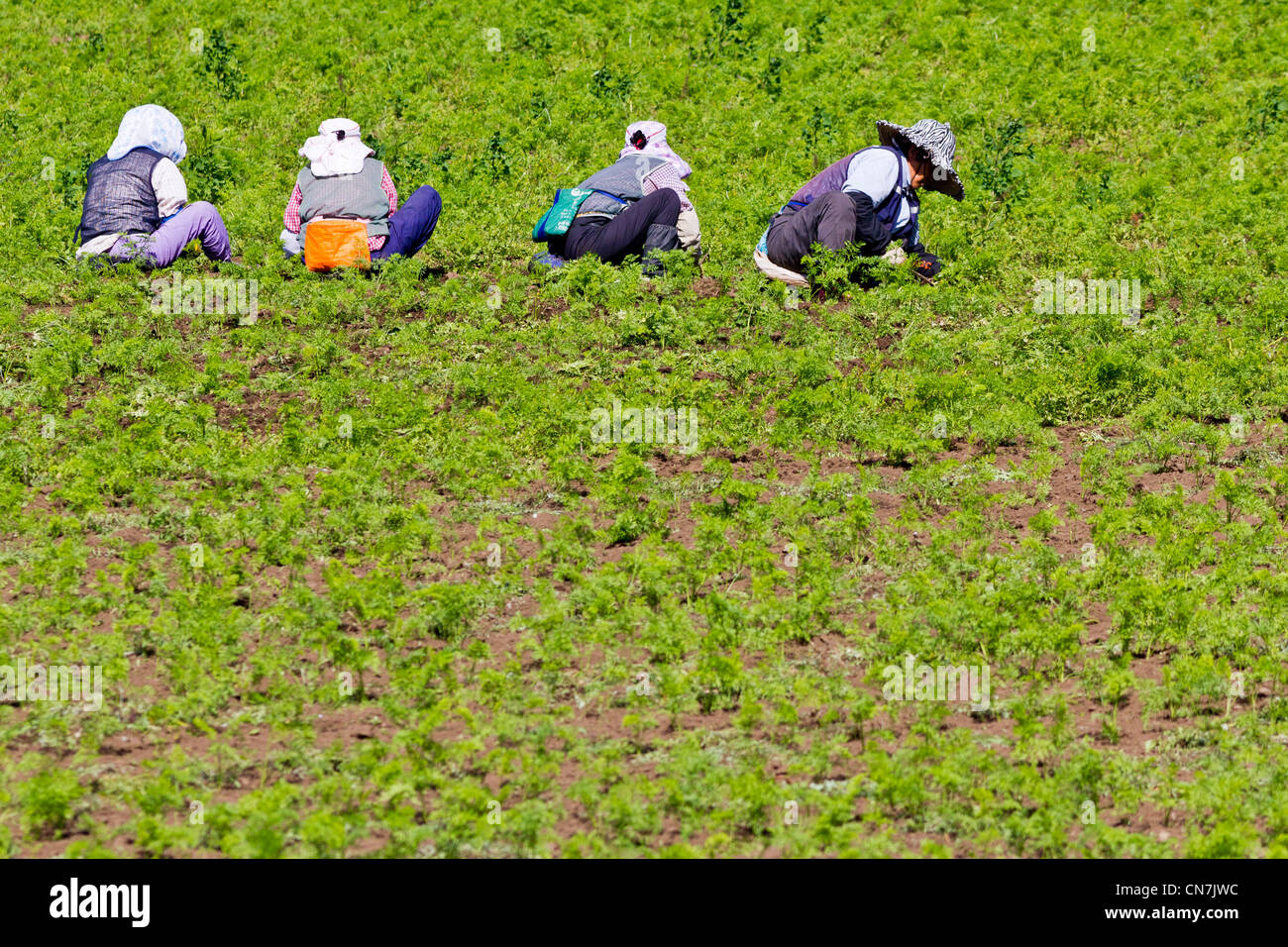 South Korea, Jeju Province, Seongeup, Korean women working in a field Stock Photo