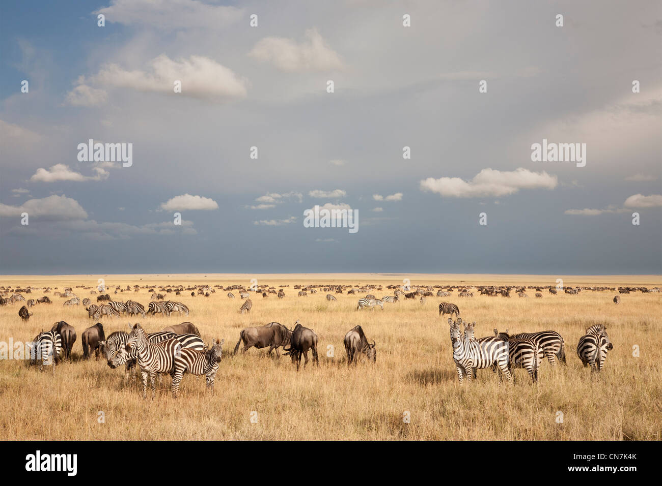 Zebra and Wildebeest herds on the Serengeti plains Stock Photo