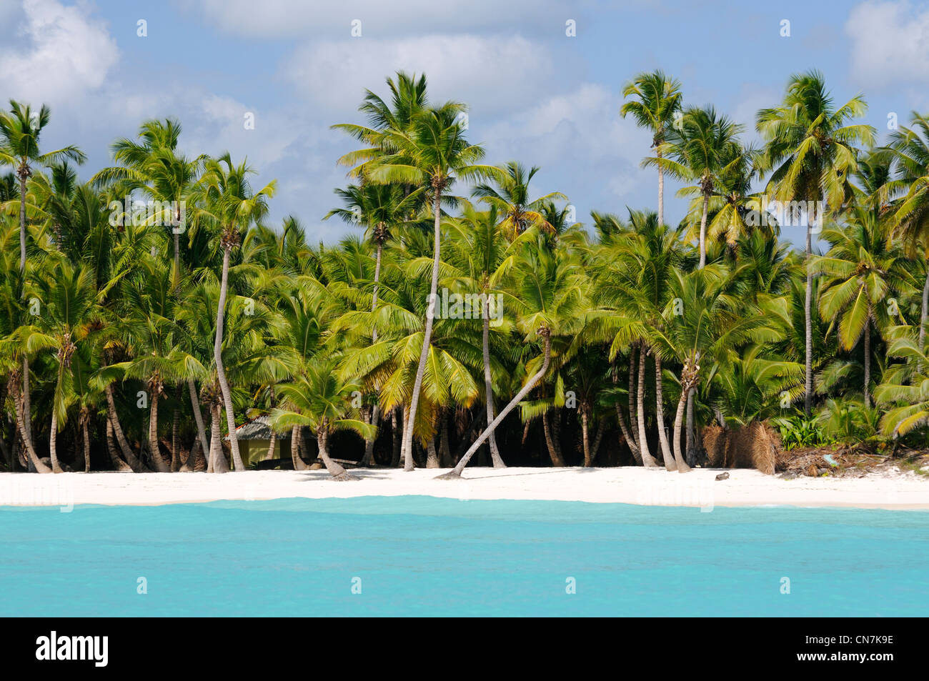 Dominican Republic, Samana peninsula, Del Este National Park, Saona Island, beach and coconut trees on the Saona island Stock Photo