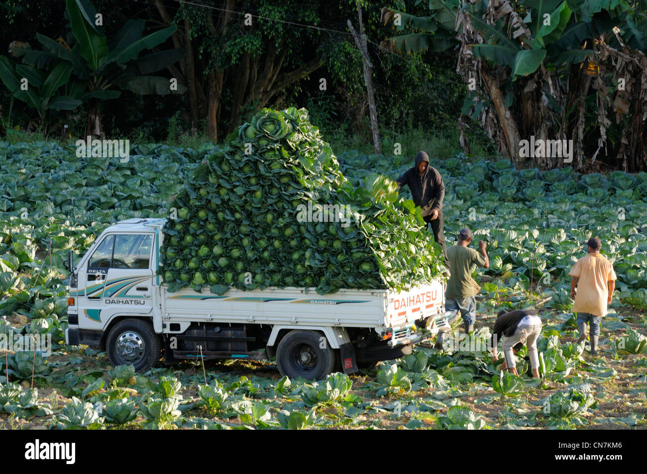 Dominican republic people agriculture hires stock photography and images Alamy