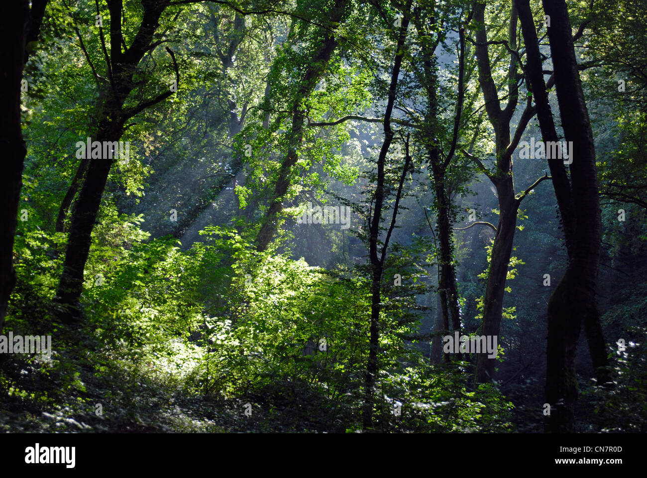 Sunlight france forest hi-res stock photography and images - Alamy