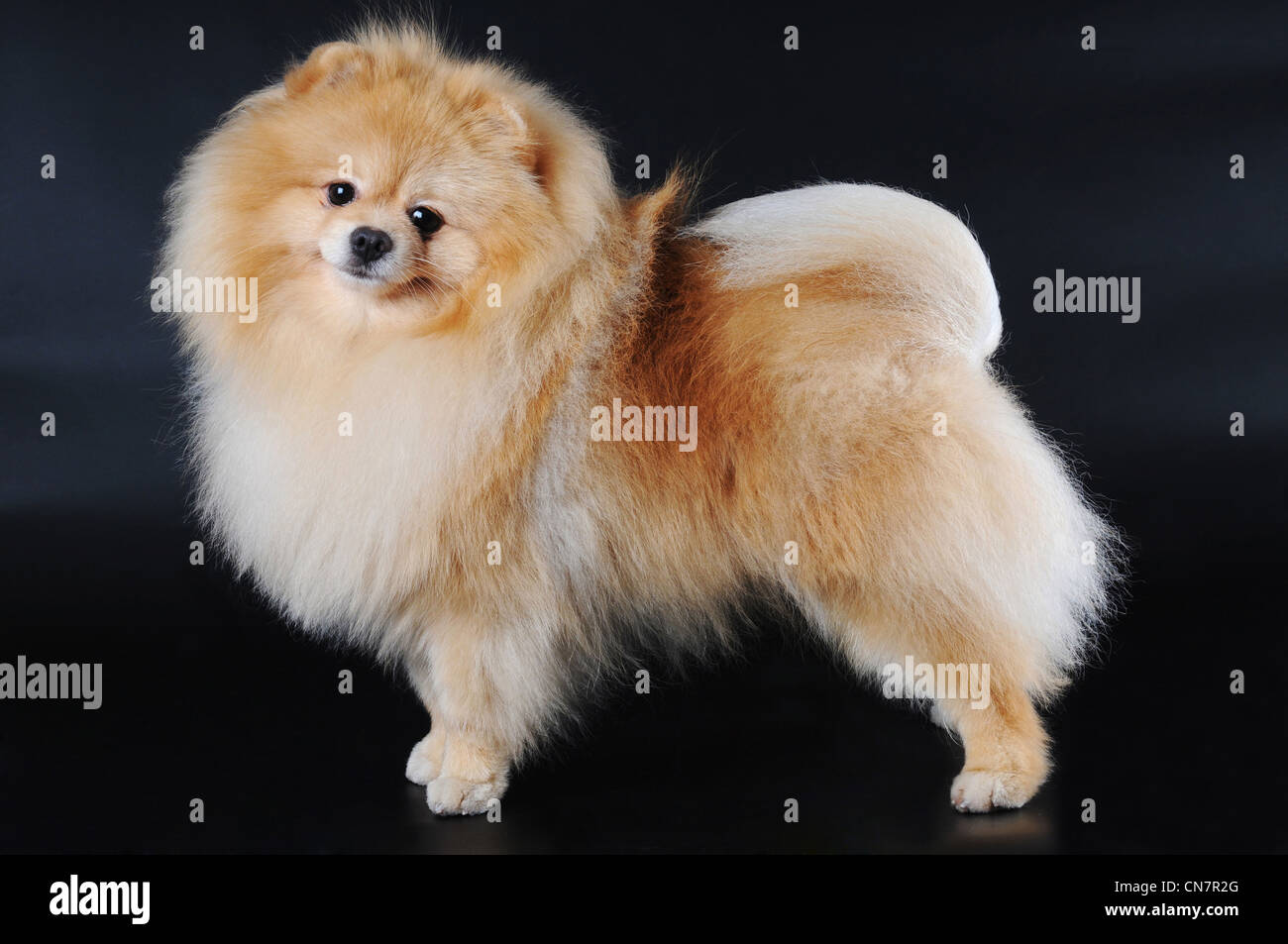 Pomeranian spitz with baby face red color stands on black background Stock Photo