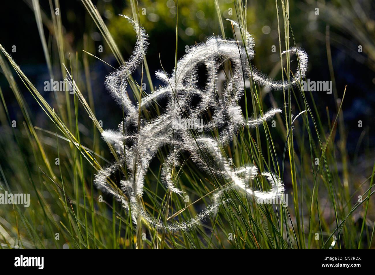 France, Lozere, vegetation in the Cevennes Mountain range, feather grass (Stipa pennata) Stock Photo