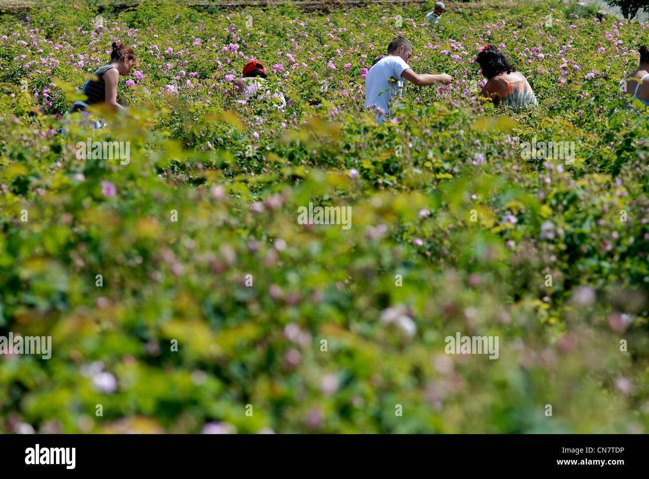France, Alpes Maritimes, Grasse, field, picking flowers for perfumery, May  Rose (Rosa centifolia), producer JP. Jouber, May Stock Photo - Alamy