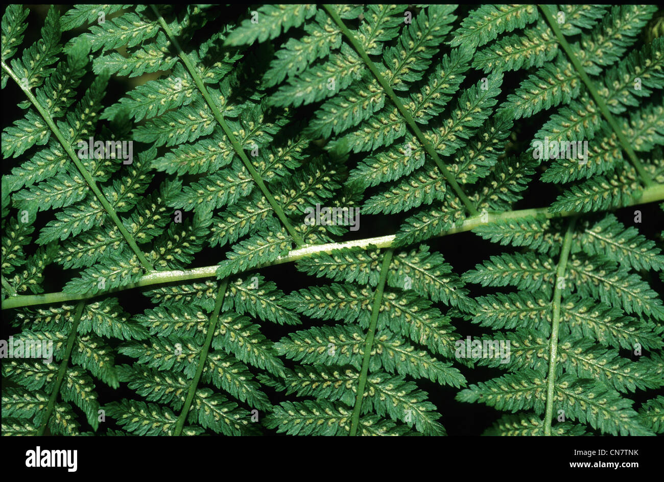 France, the Vosges Mountains, lady fern (Athyrium filix femina), bottom view, spores, was Stock Photo