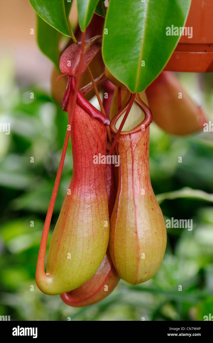 France, Haut Rhin, garden, carnivorous plant, Nepenthes, insects are attracted to the liquid sugar urns or clubbed and drowned Stock Photo