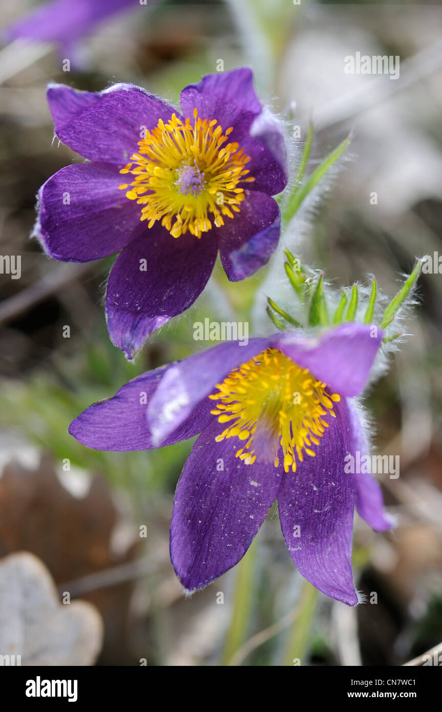France, Haut Rhin, Soultzmatt, limestone hill, Anemone pulsatilla (Pulsatilla vulgaris) flowers in April Stock Photo