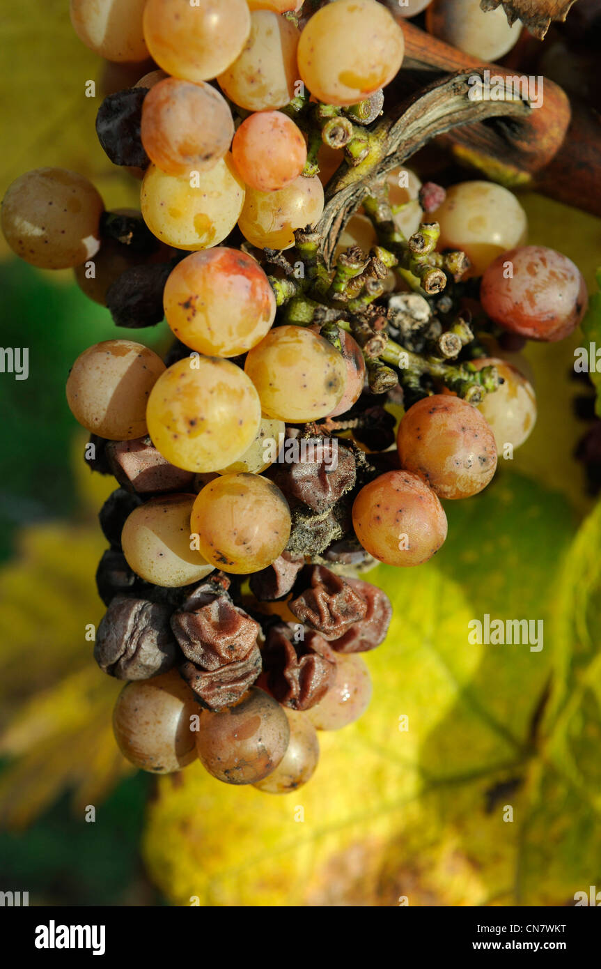 France, Haut Rhin, Soultzmatt, vineyard, grapevine (Vitis vinifera) grape variety Gewurztraminer, noble rot (Botrytis cinerea) Stock Photo