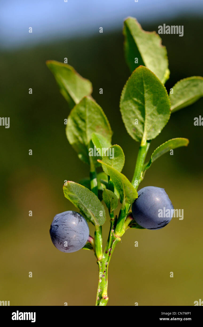 France, Vosges, La Bresse, bog, common blueberry (Vaccinium myrtillus), July Stock Photo