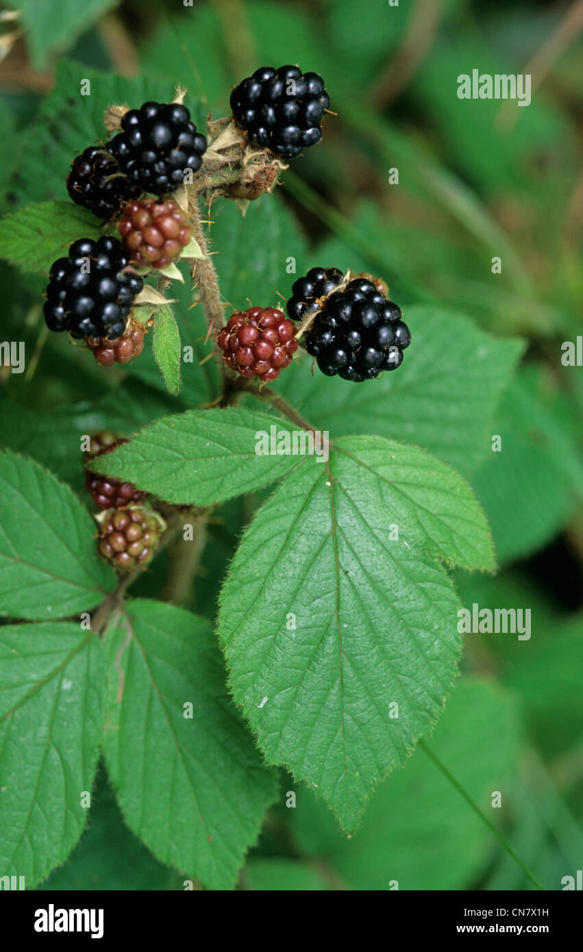 France, Vosges, forest, blackberry (Rubus fruticosus), fruits