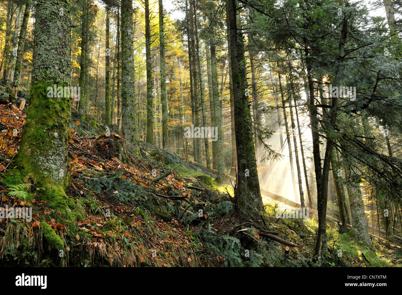 Sunlight france forest hi-res stock photography and images - Alamy