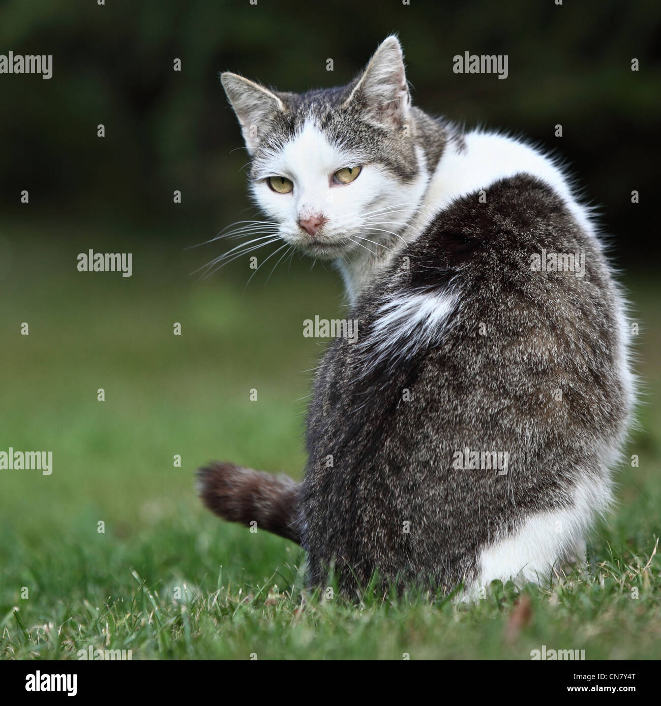 Cute kitty cat sitting on a green lawn Stock Photo - Alamy