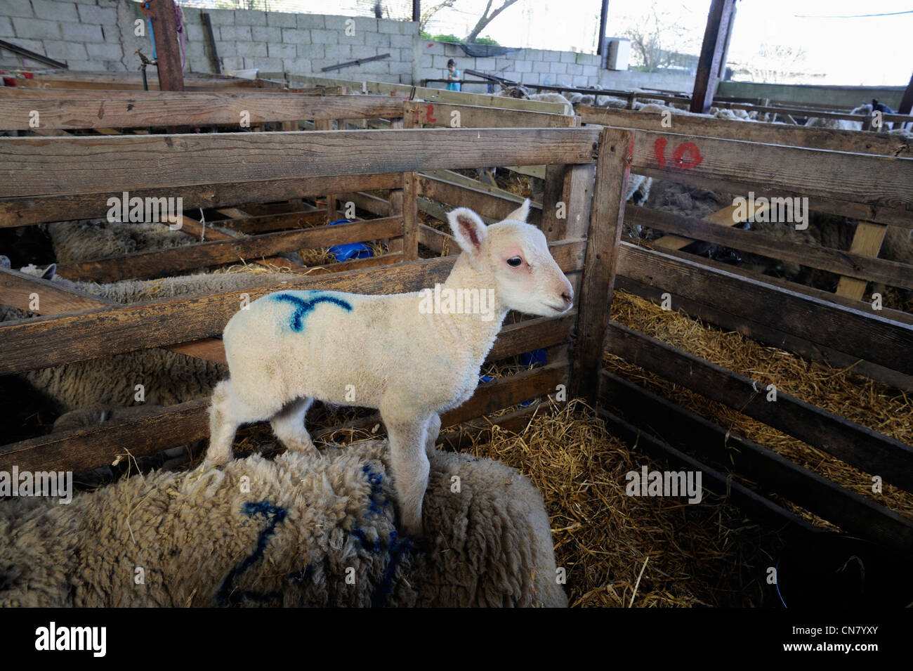 New born Lamb in Pen keeping lookout Stock Photo - Alamy