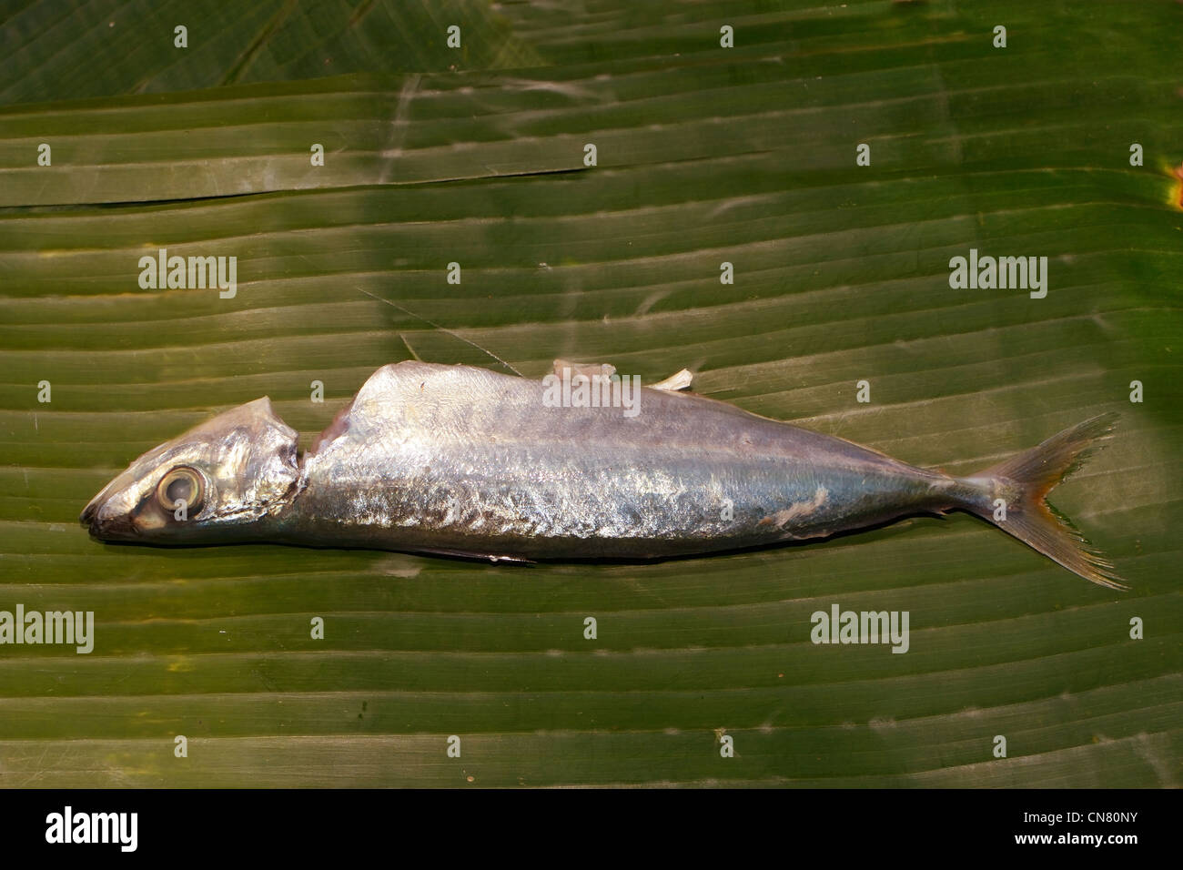 fresh mackerel scad in banana leaf, scientific name Decapterus macarellus Stock Photo Alamy