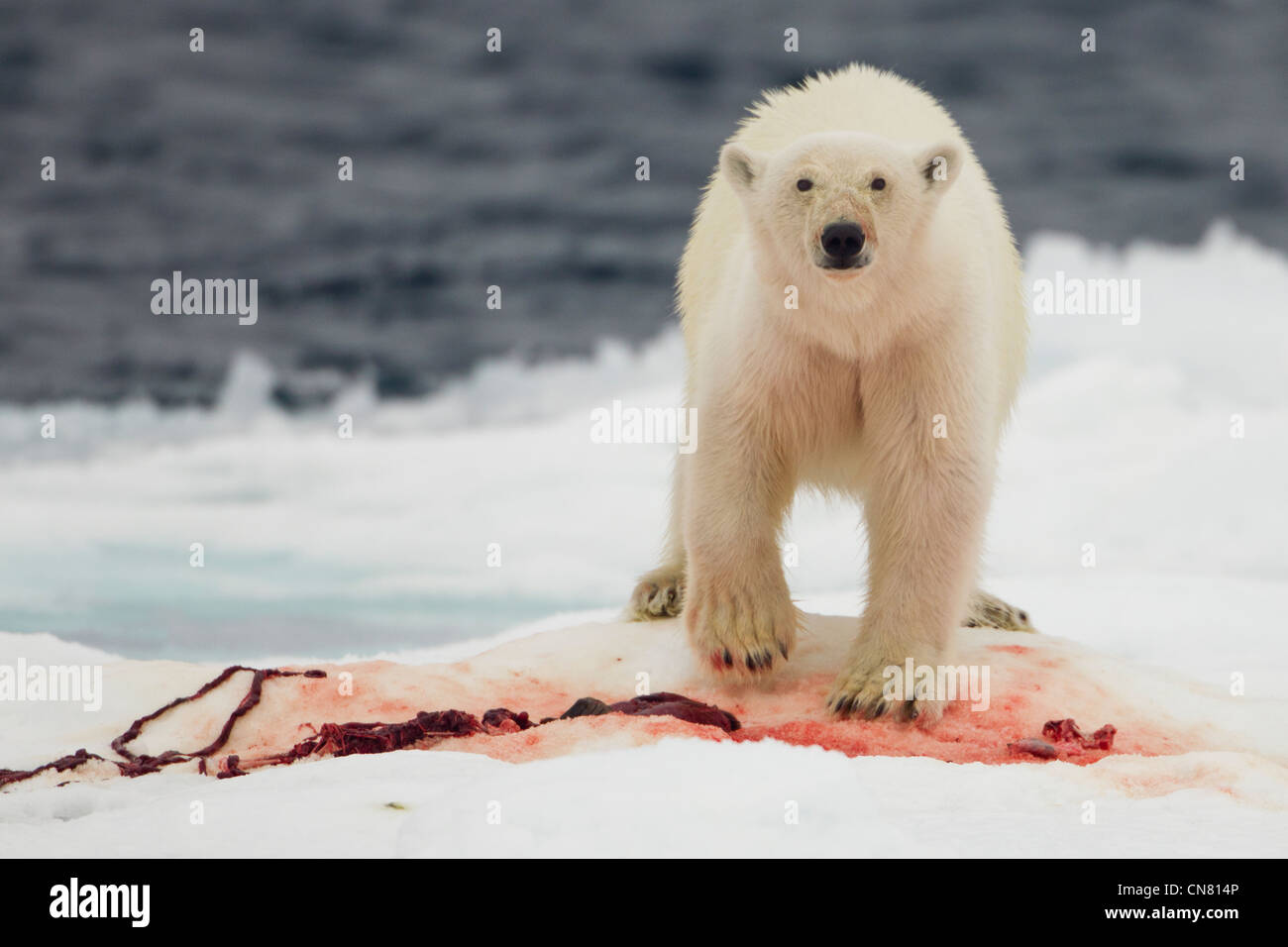 Norway, Svalbard, Nordaustlandet, Polar Bear (Ursus maritimus) feeding on bloody remains of Bearded Seal kill on ice floe Stock Photo