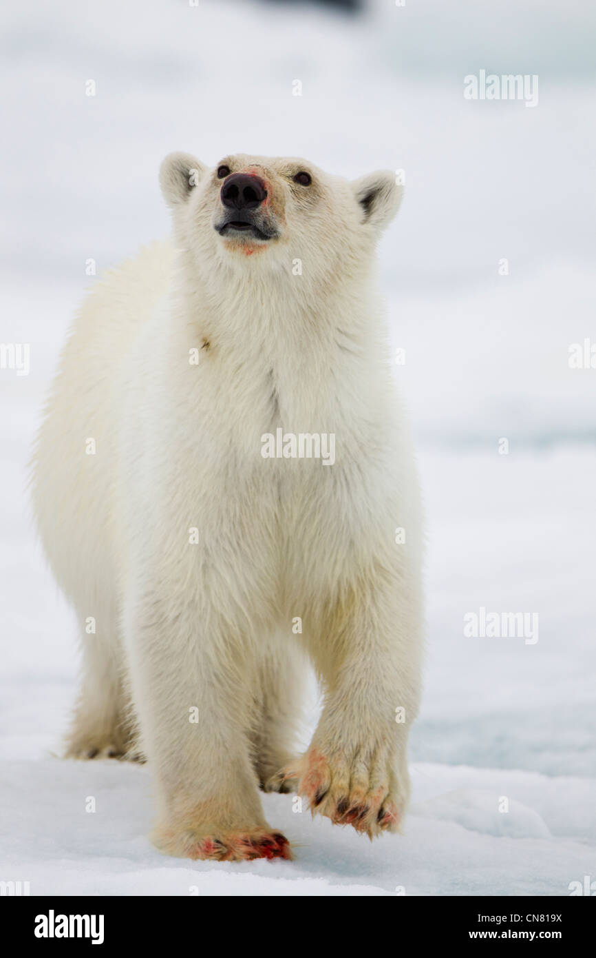 Norway, Svalbard, Nordaustlandet, Polar Bear (Ursus maritimus) walking on ice floe near site of Bearded Seal kill Stock Photo