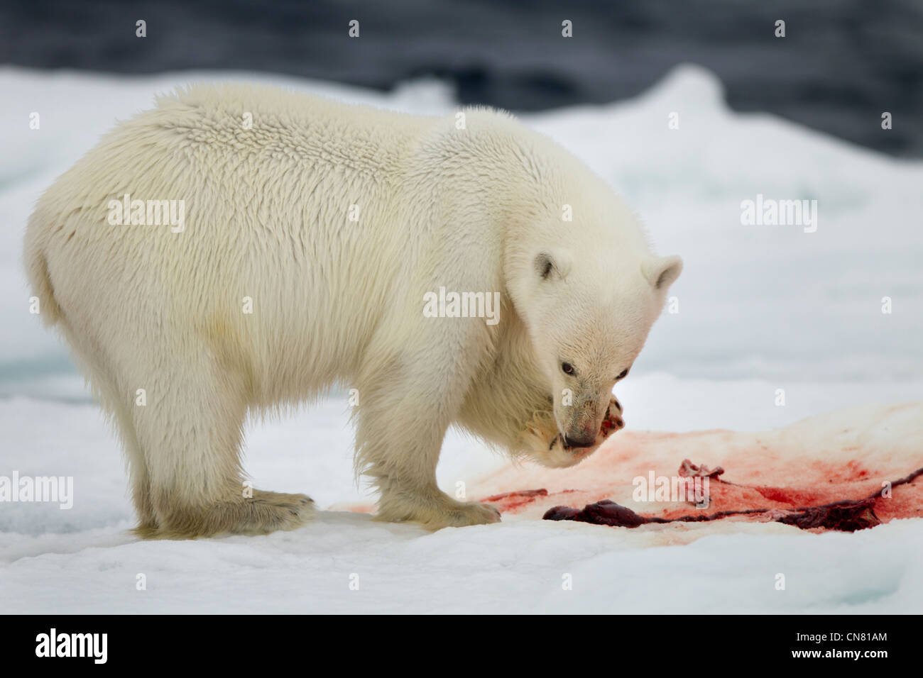 Norway, Svalbard, Nordaustlandet, Polar Bear (Ursus maritimus) feeding on bloody remains of Bearded Seal kill on sea ice floe Stock Photo