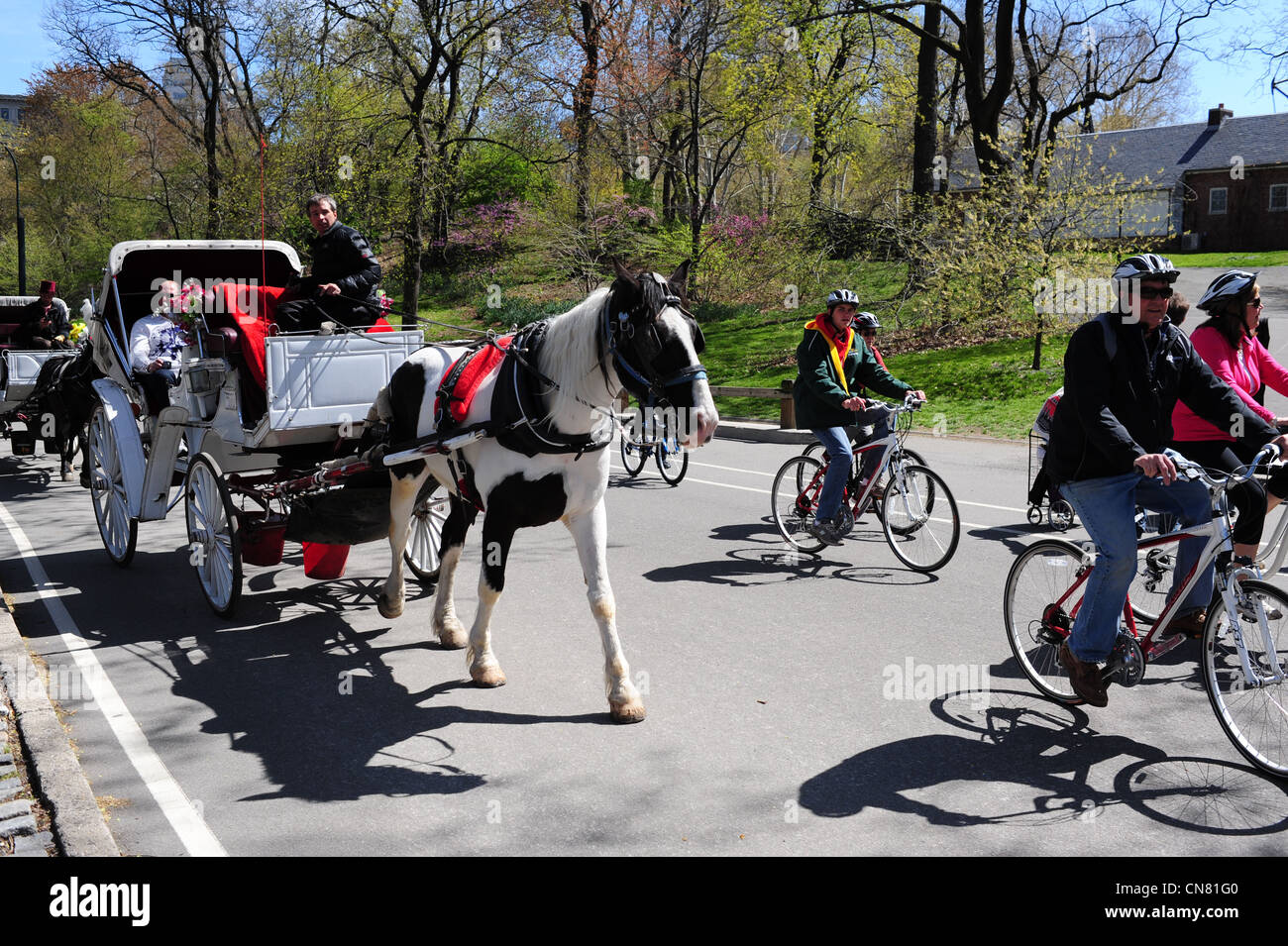 Horse drawn carriage cyclists hi-res stock photography and images - Alamy