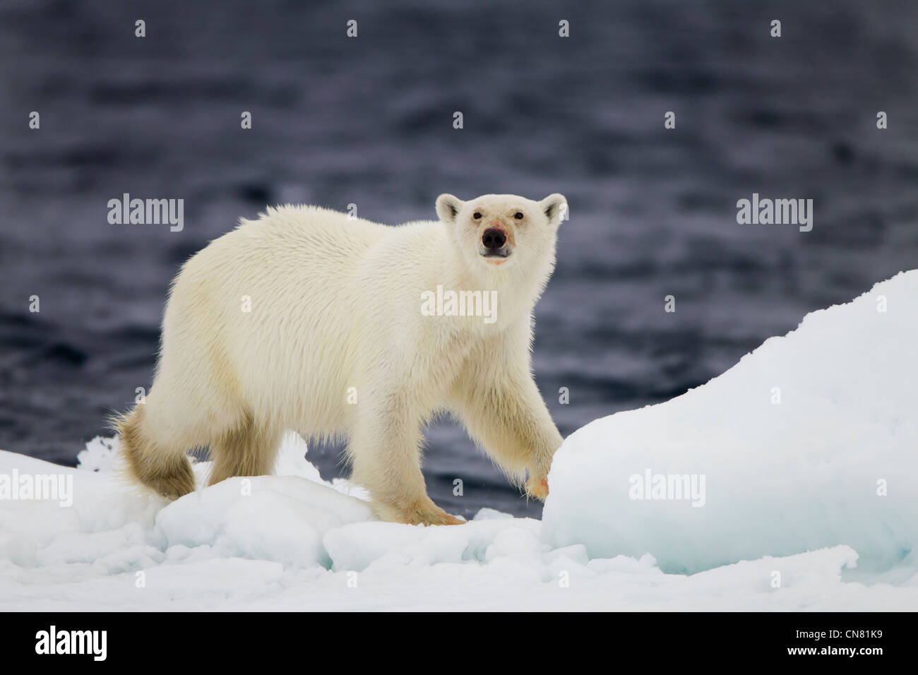 Norway, Svalbard, Nordaustlandet, Polar Bear (Ursus maritimus) walking on ice floe near site of Bearded Seal kill Stock Photo