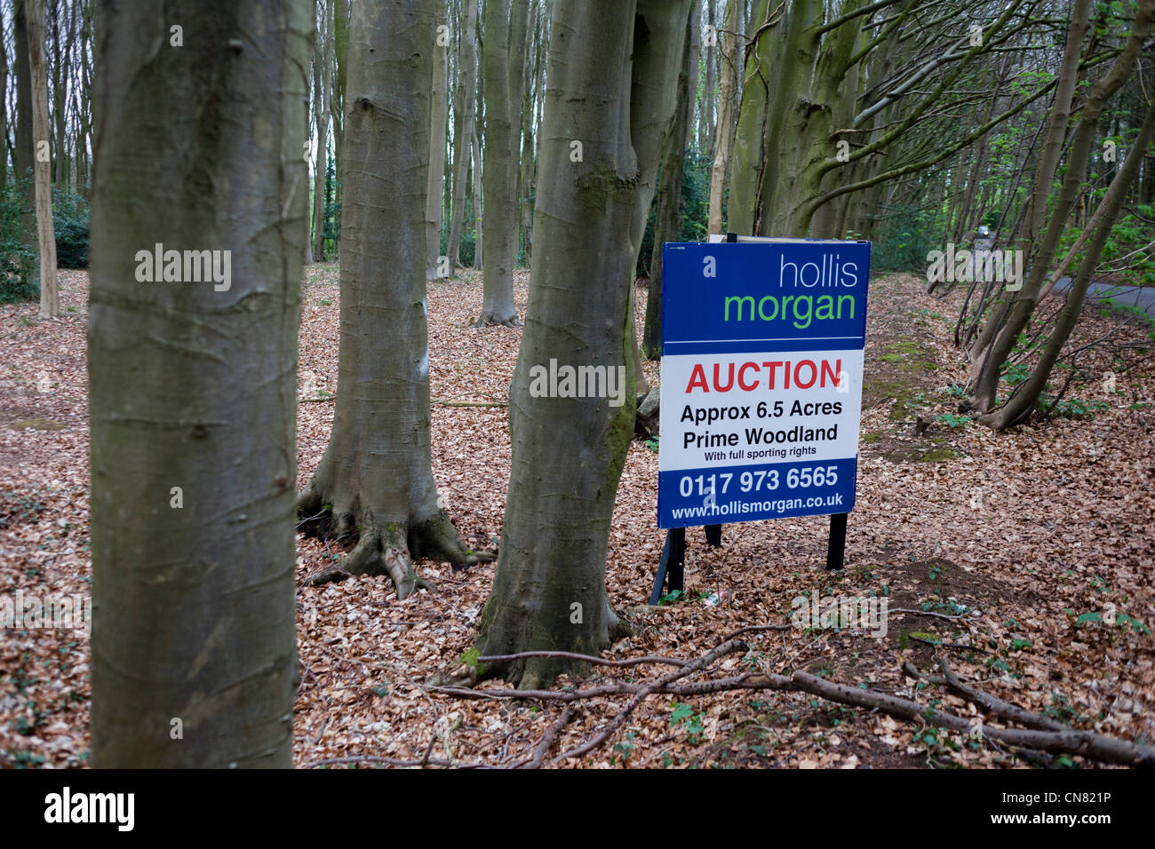 Auctioneer's sign announcing an woodland sale by auction for