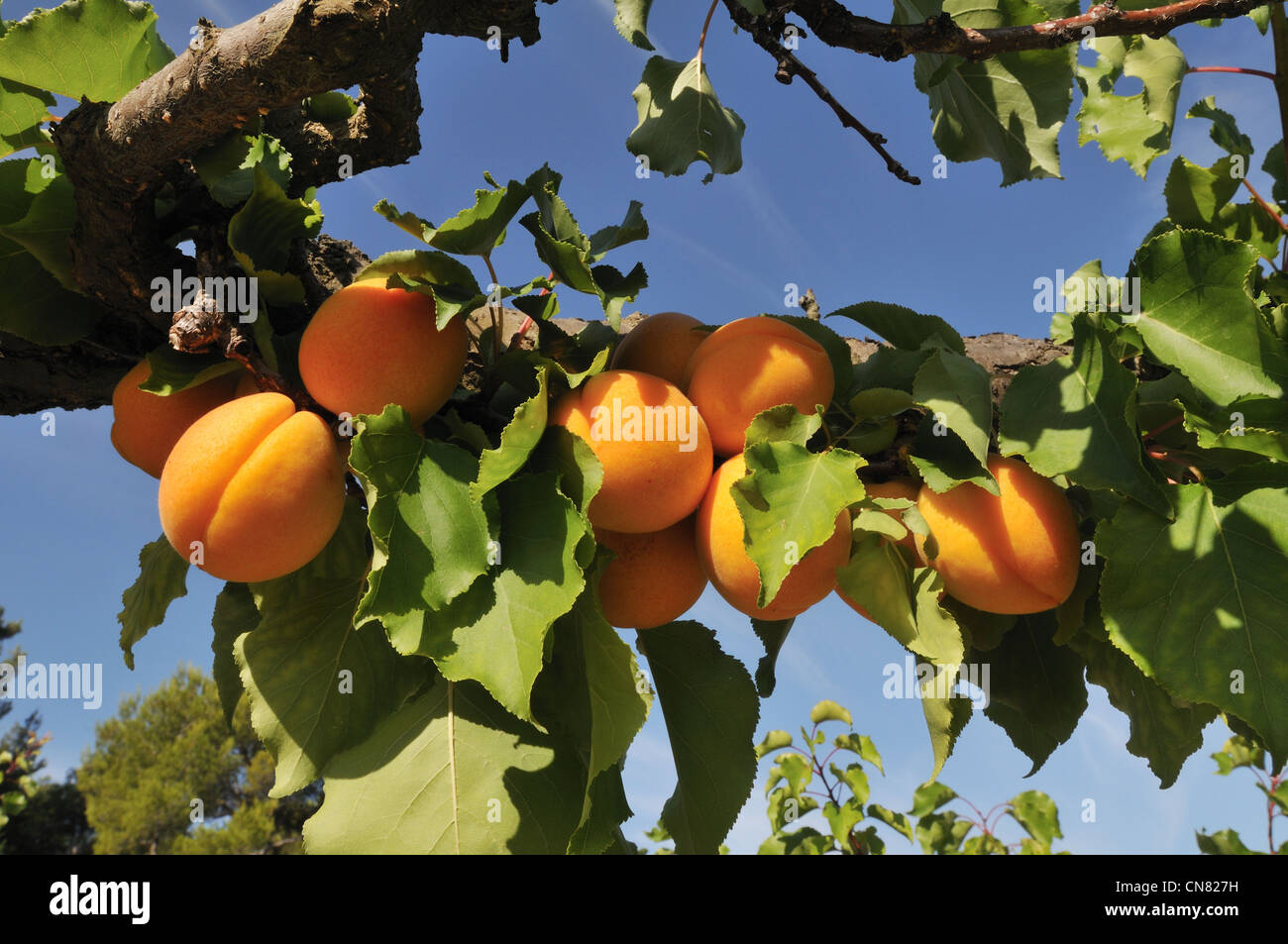 Rocheville hires stock photography and images Alamy
