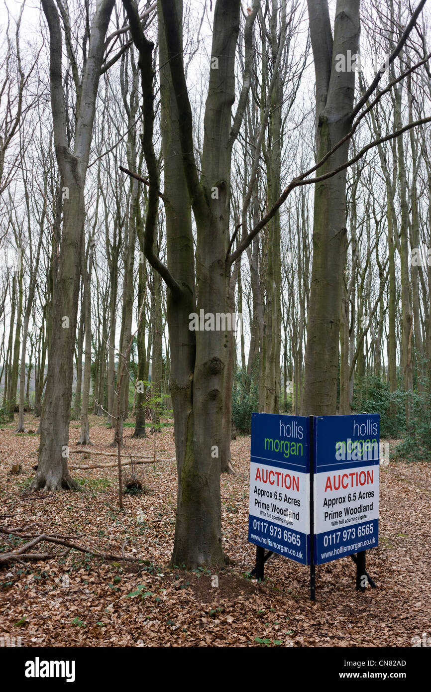 Auctioneer's sign announcing an woodland sale by auction for