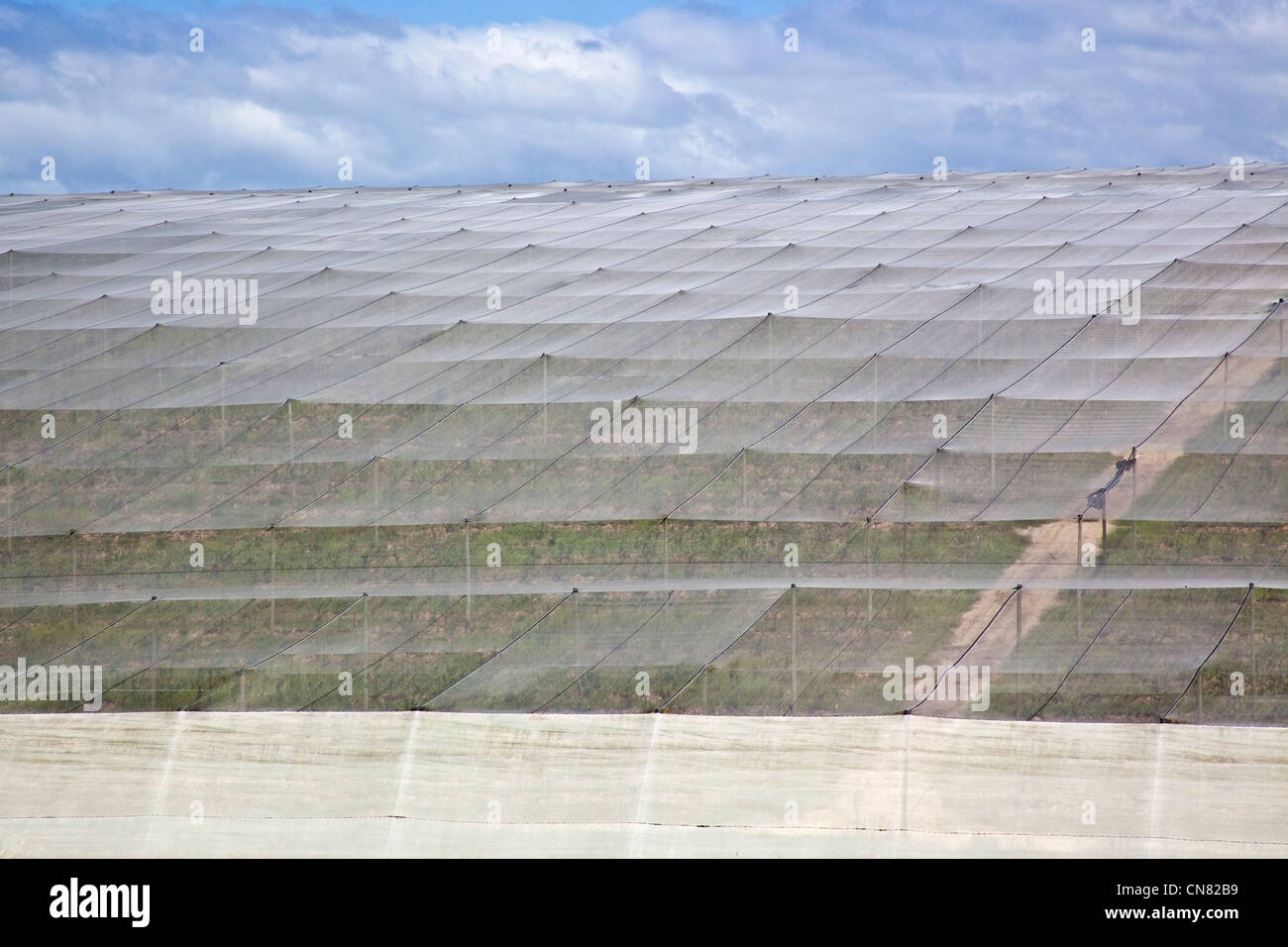 Agricultural protective sheeting on large scale, Eastern Cape, South Africa Stock Photo