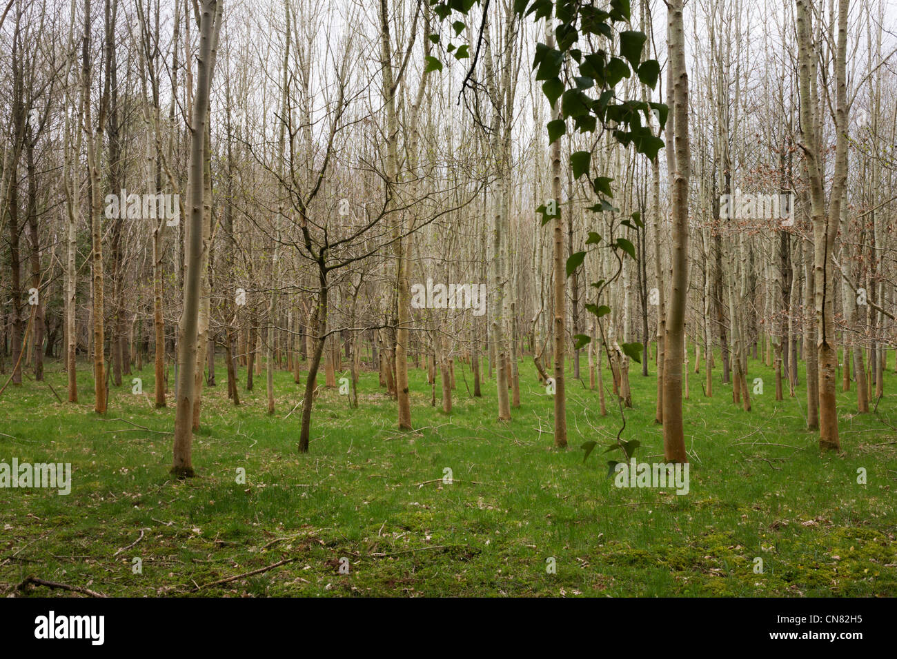 Generic managed woodland plantation landscape in west country. Stock Photo
